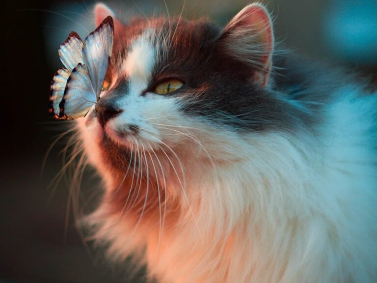 cat adoption 1 768x576
