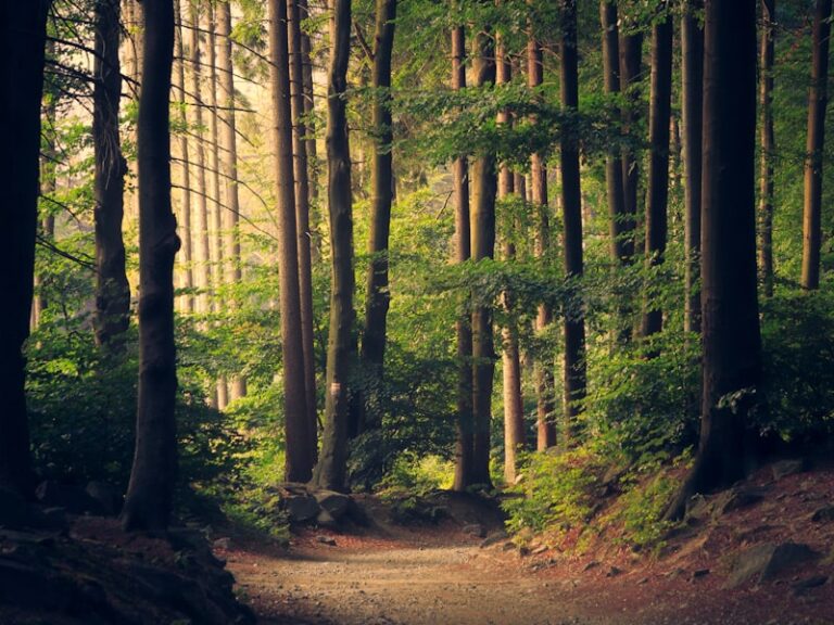 nature green 1 768x576